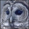 ozeloma's Avatar