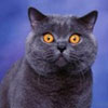 ozital's Avatar