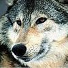 ocuhuxib's Avatar