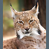 ojoqu's Avatar