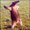 uzizobi's Avatar