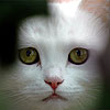 imyjyceq's Avatar