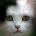 imyjyceq's Avatar